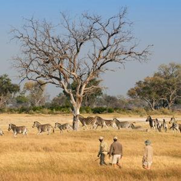 Privately Guided Walking Safari