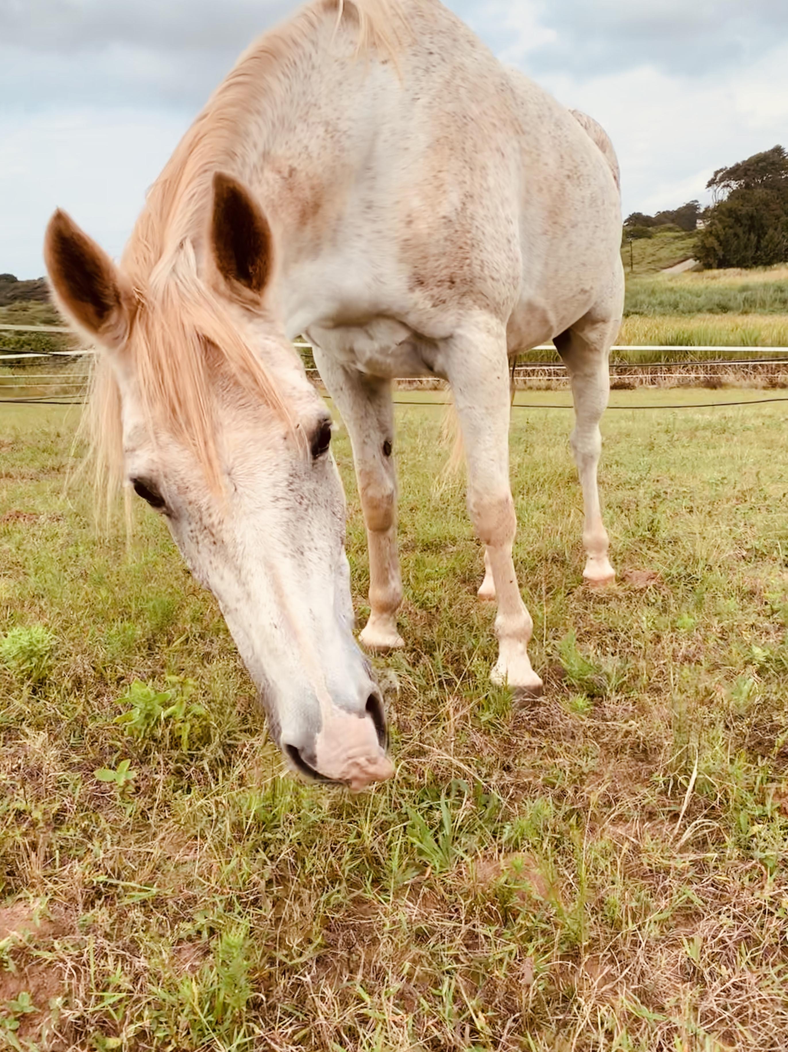 The Wedding Website of Chanel Basson and Krisjan Slabbert