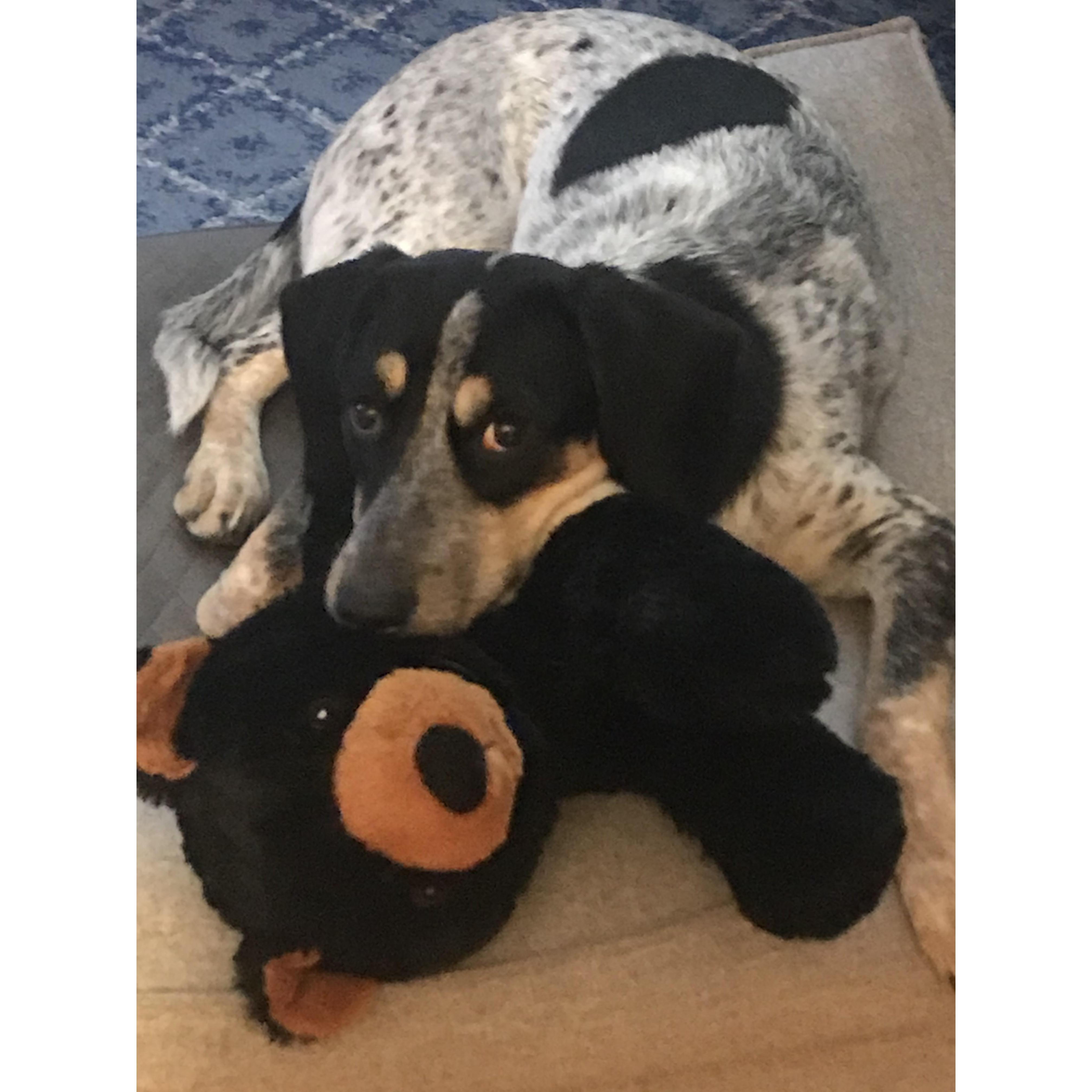 June of 2020 we got our Quarantine Puppy