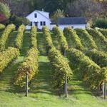 Local Wine Country