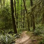 Forest Park