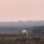 Horse Riding at Smitsfield