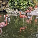 Flamingo Gardens