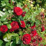 International Rose Test Garden