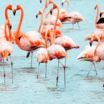 Flamingo Pond Overlook
