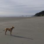 Kalaloch Beach 4