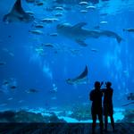 Monterey Bay Aquarium