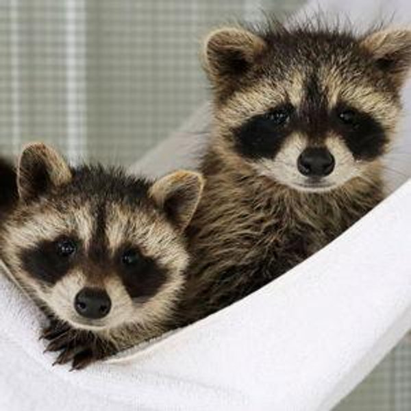 Wildlife Rehab Center Fund