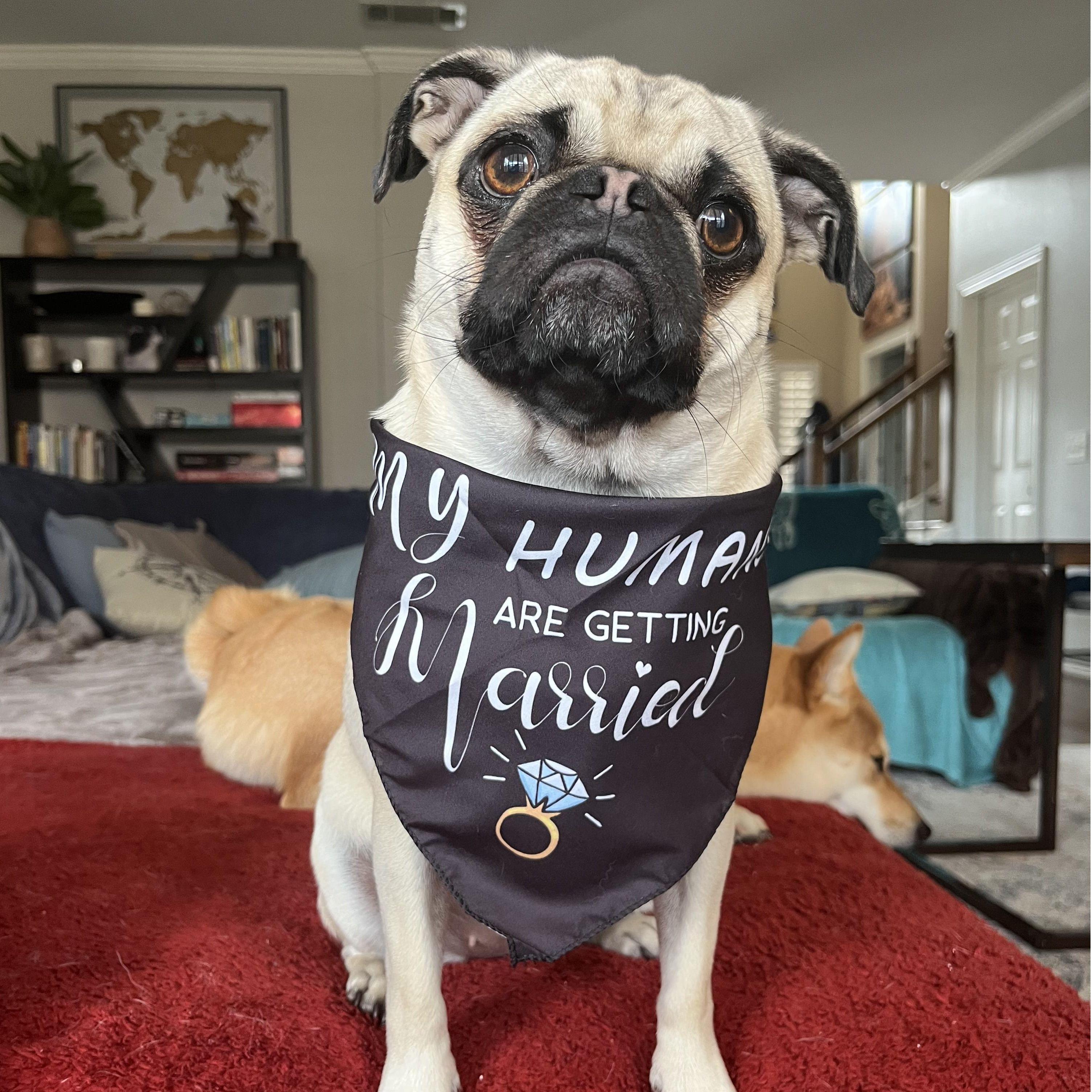 Our Pug Margo