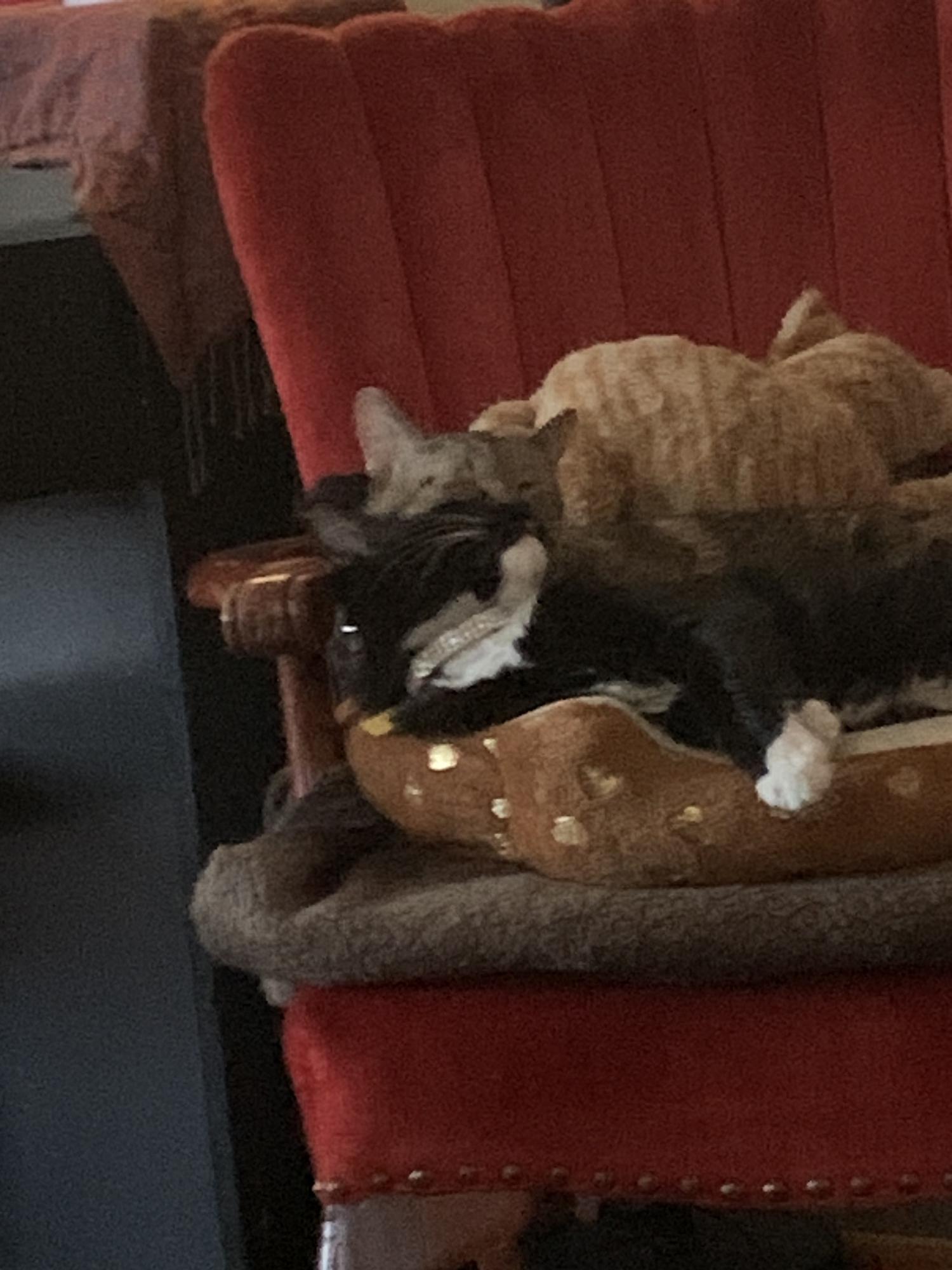 Monster and Tux are the favorites!😻