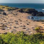 Elephant Seal Vista Point