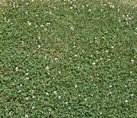 Pipolina Micro Clover Hybrid Seeds