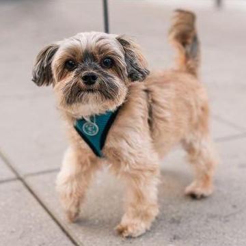 Simba's Solo Engagement Session.