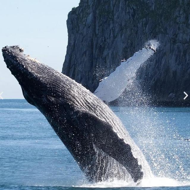 Kenai Fjords National Park Wildlife Cruise