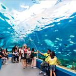 Visit Cebu Ocean Park