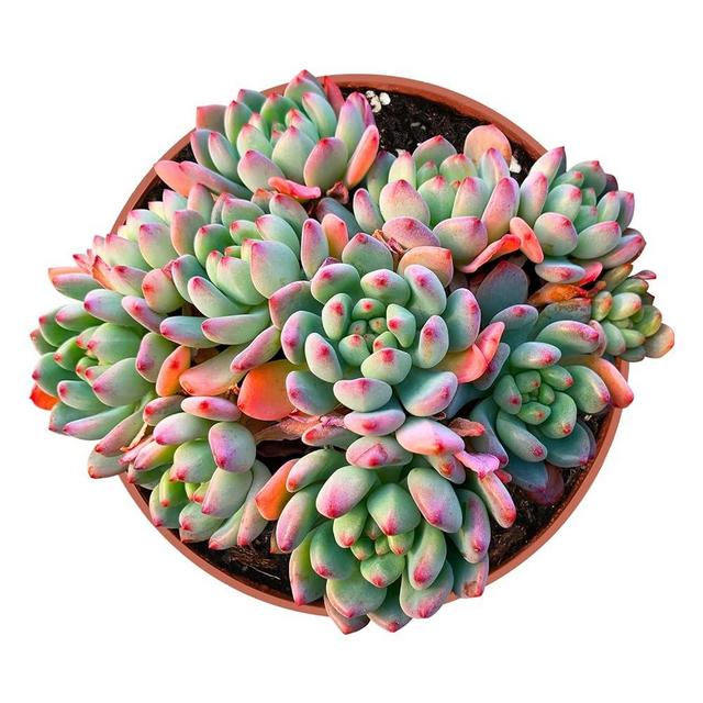 Rare Succulent, 4-inch Cluster Echeveria cv. Blue Apples, Live Succulents Plants Fully Rooted in Pots with Soil, Easy-Care House Plants for DIY, Home Office Decoration