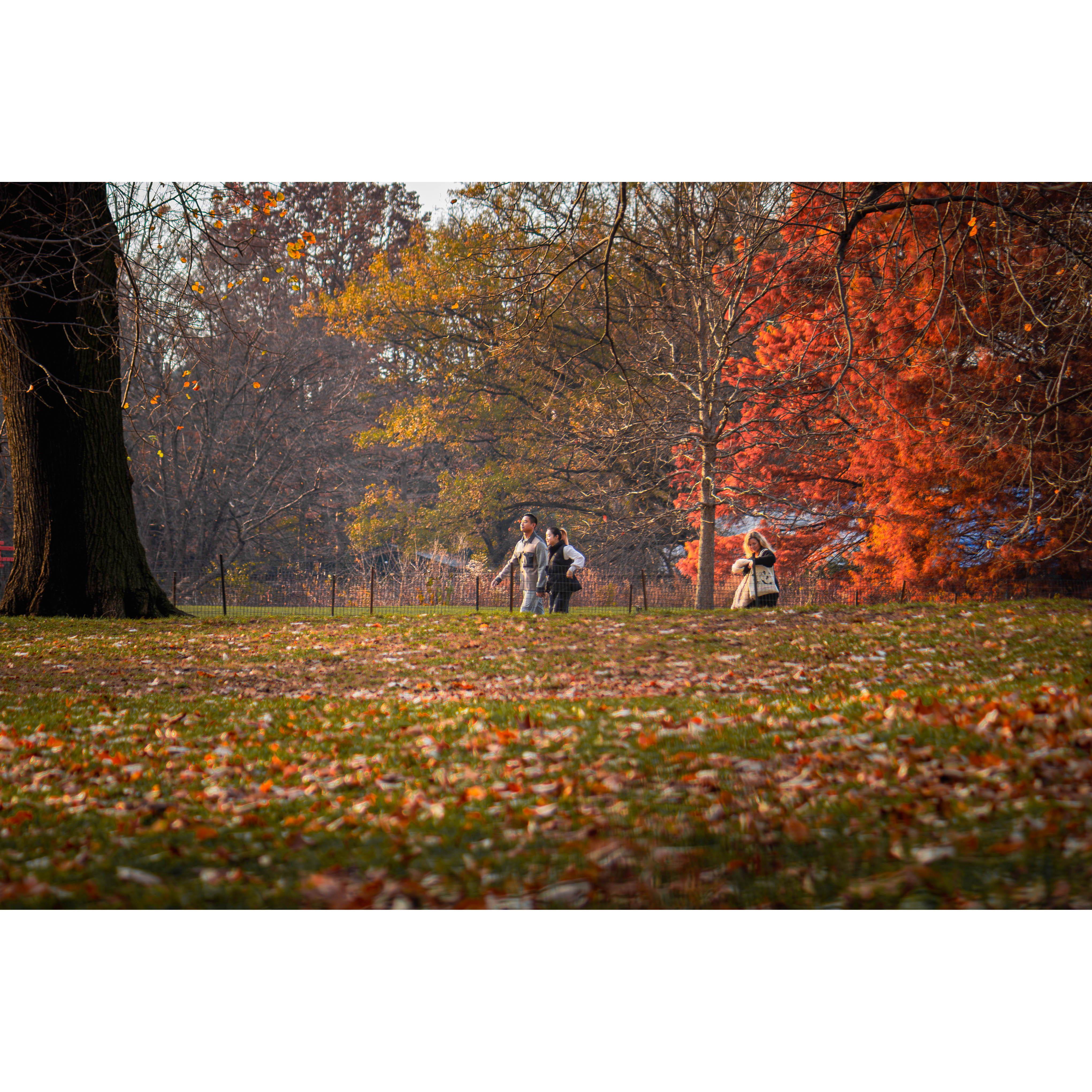 It was just a casual stroll in the park on a beautiful December day.