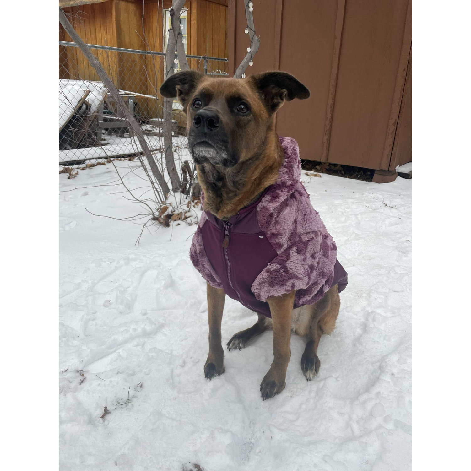 A random cute photo of Maya in the snow