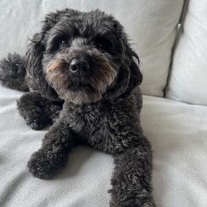 Enzo's Treat Fund