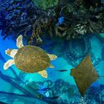 New England Aquarium