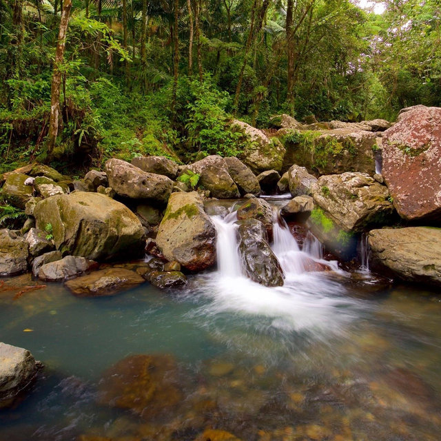 Rainforest Scenic Tour On Our Honeymoon