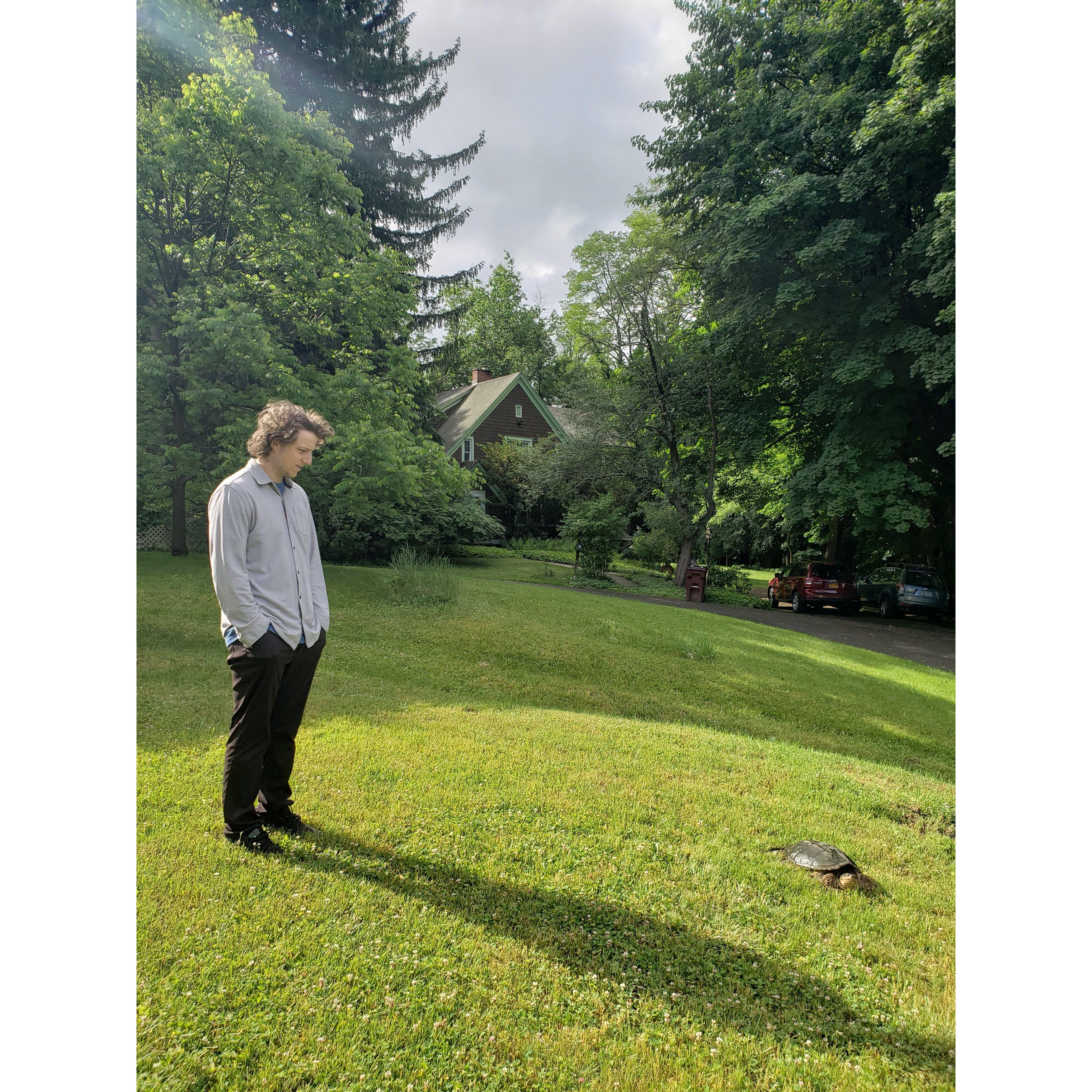 Sam Vs Turtle, our front lawn