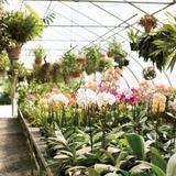 Floradise Orchids