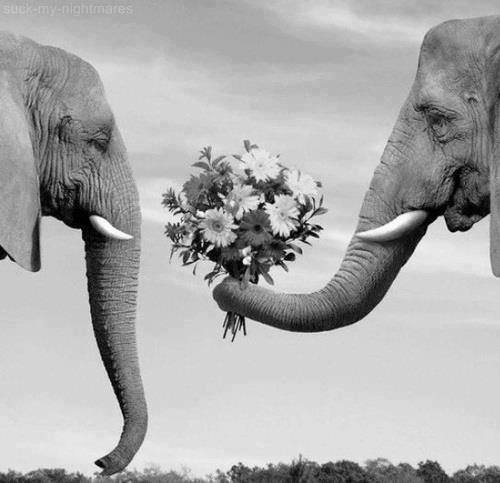 The Wedding Website of Shannon Barrineau and John Davis