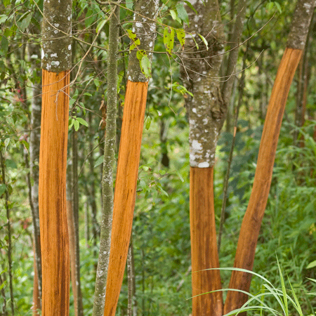 Cinnamon Tree
