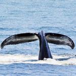 Odyssey Whale Watch