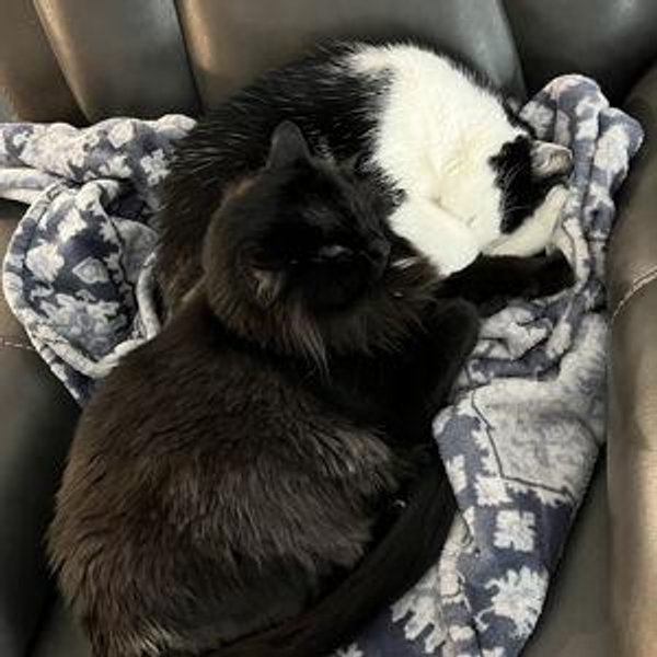 Our Pet Toy Fund