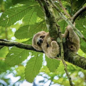 La Fortuna Sloth Hike