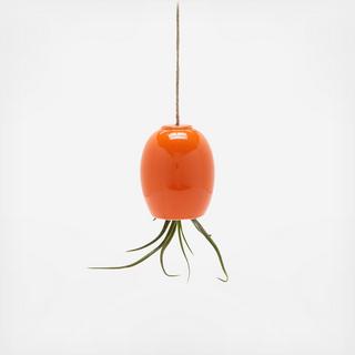 Hanging Air Plant Pod