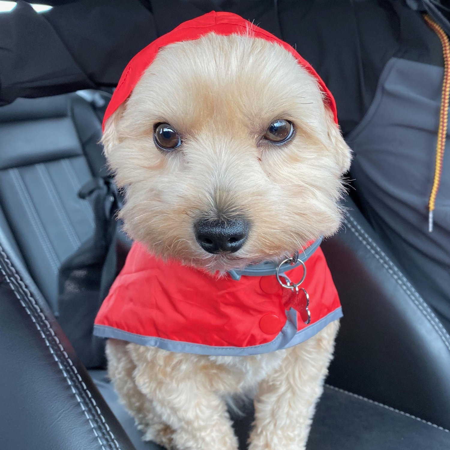 Pebbles would prefer the rain.