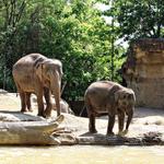 Saint Louis Zoo