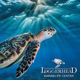 Loggerhead Marinelife Center
