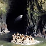 Sea Lion Caves