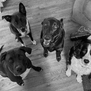 Our Pet Toy Fund
