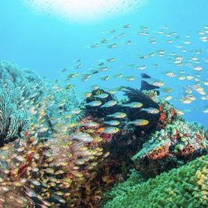 Snorkeling & Reef Conservation Experience in Okinawa