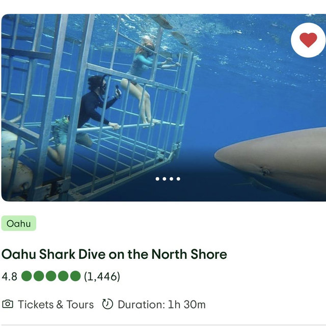 Shark Dive on the North Shore