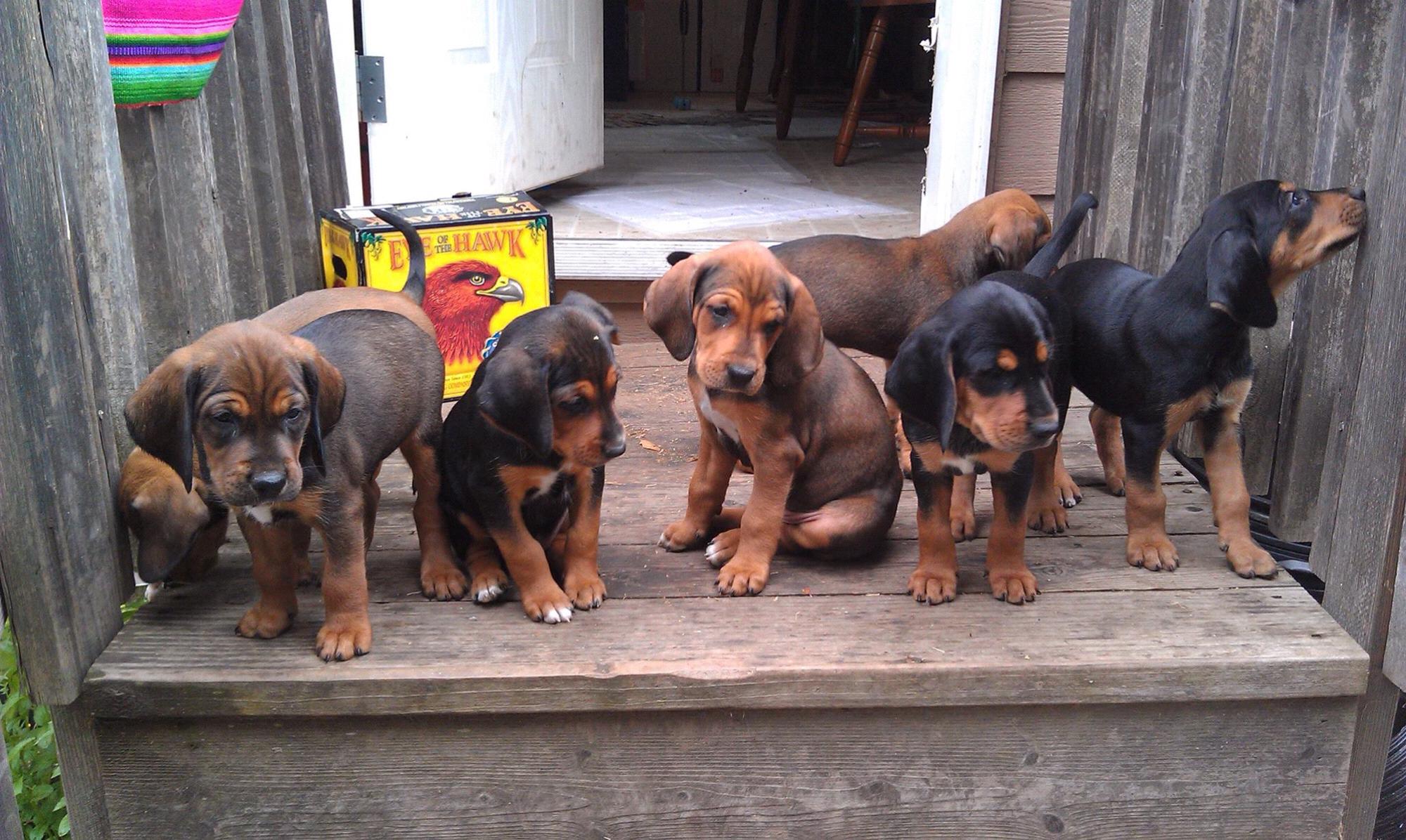 When our dog Tinkerbell had 8 puppies for us all to love. đź’•