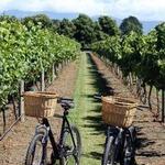 Half-Day E-Bike Vineyard Tour with Wine Tasting from Nice