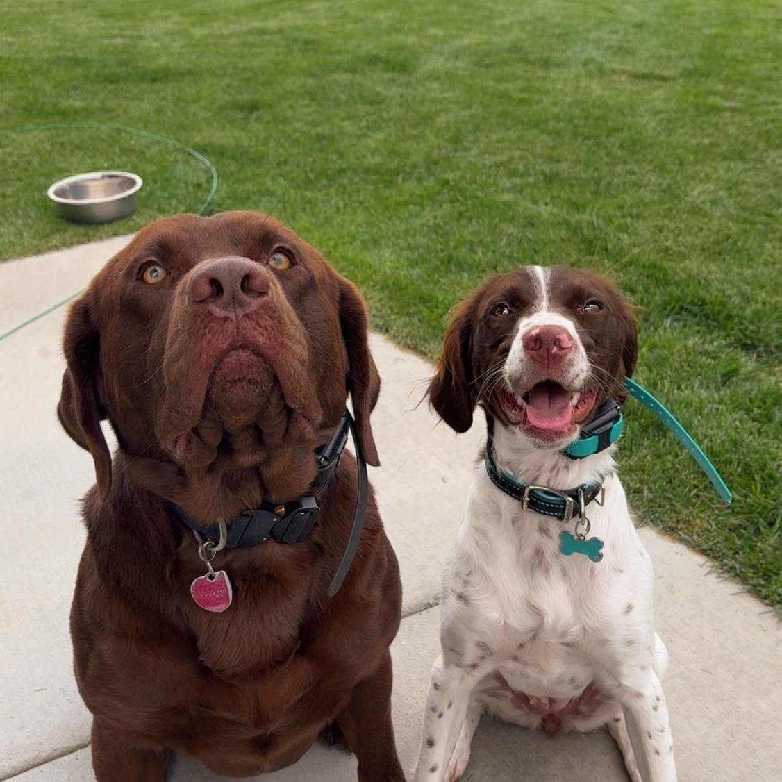 Our fur babies! Baker & Winnie !