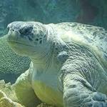 New England Aquarium