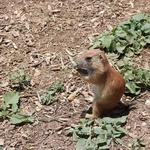 Prairie Dog Town
