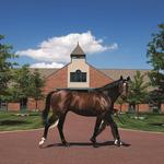 Horse Country Tours