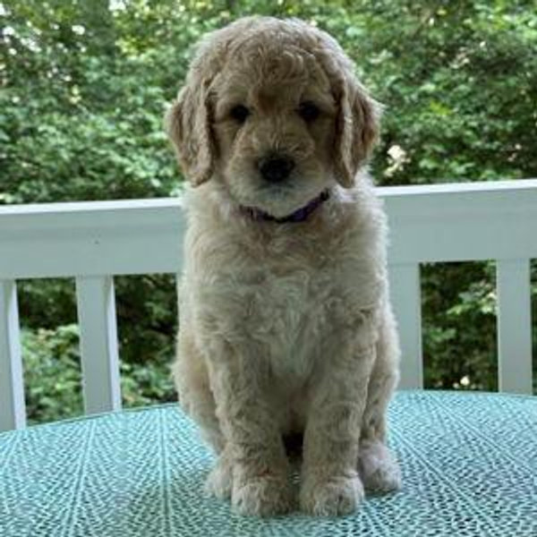 1-Year Chewy Membership