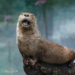 Topeka Zoo