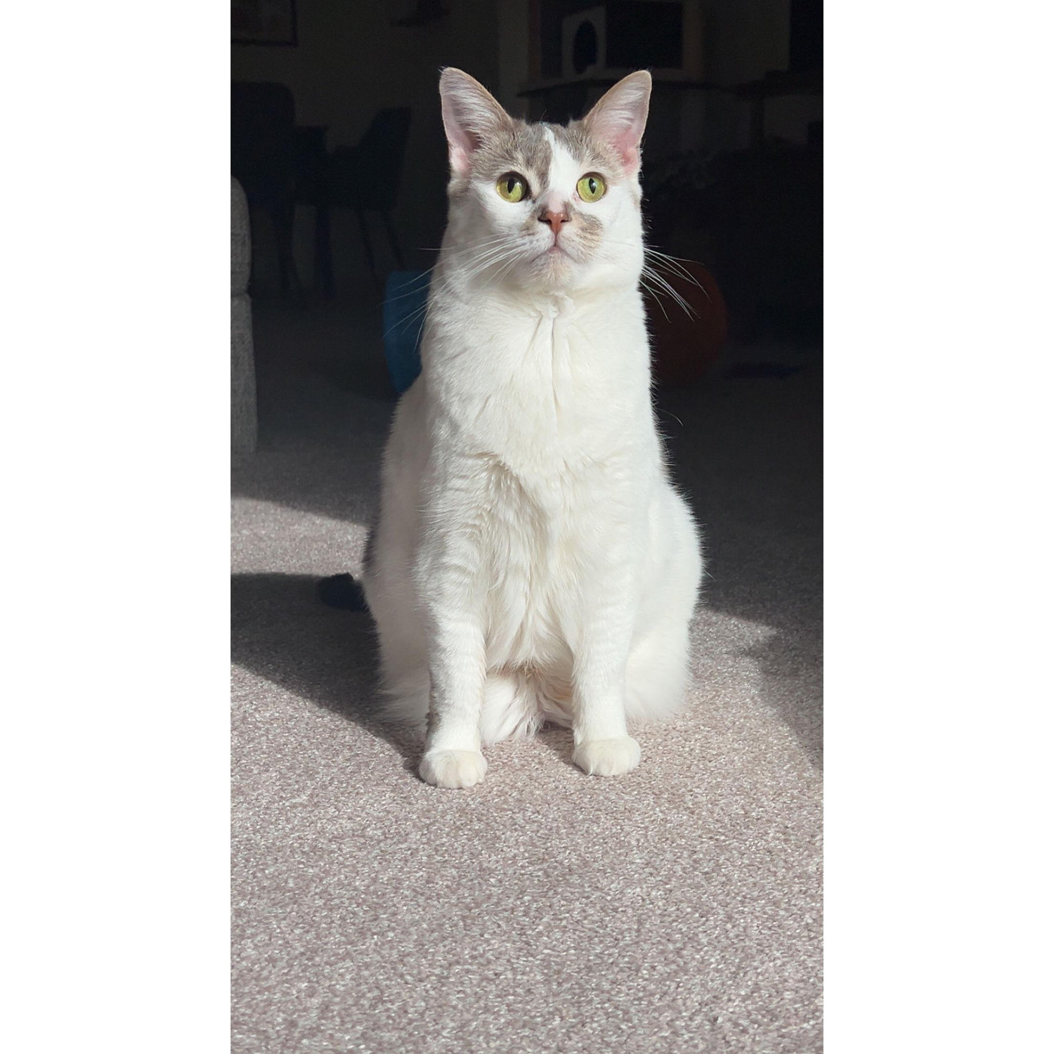 Our sweet baby girl, Sailor!