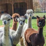 Buck Brook Alpacas